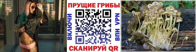Псилоцибиновые грибы Cubensis  Екатеринбург 